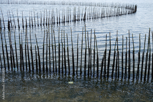 Photography Bamboo wall in the sea