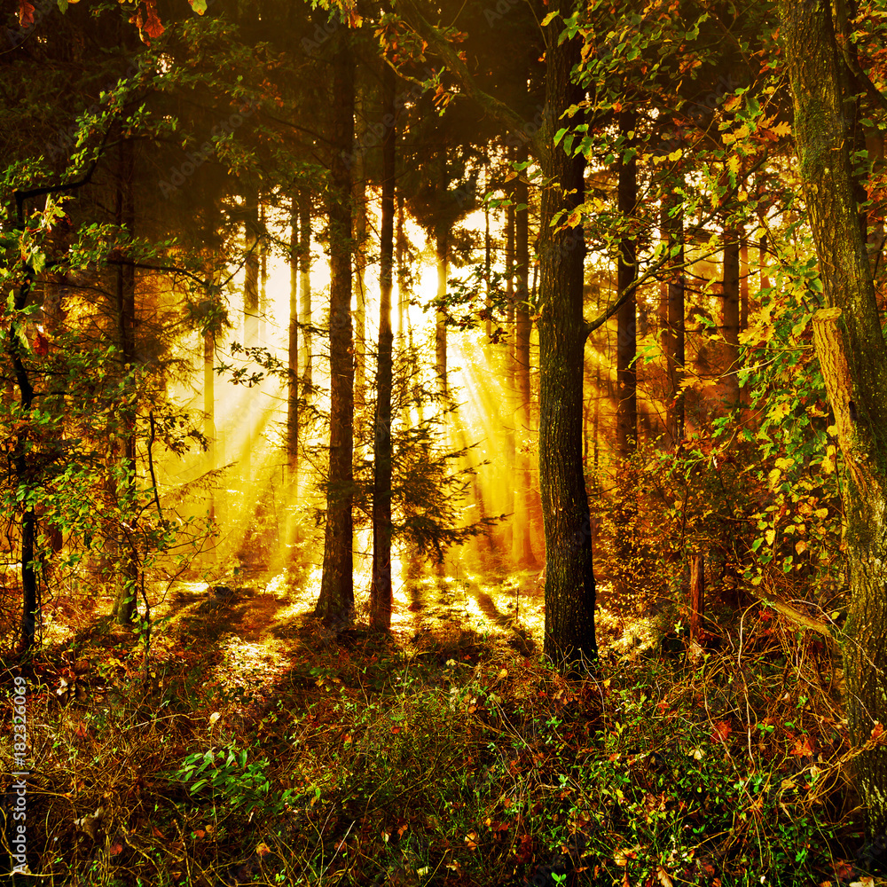 Fototapeta premium Sonnenstrahlen in einem mystischen Herbstwald im Morgennebel