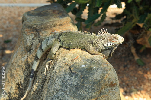 Closeup view on green cute iguana sitting on the stone. Aruba Island. Nature backgrounds