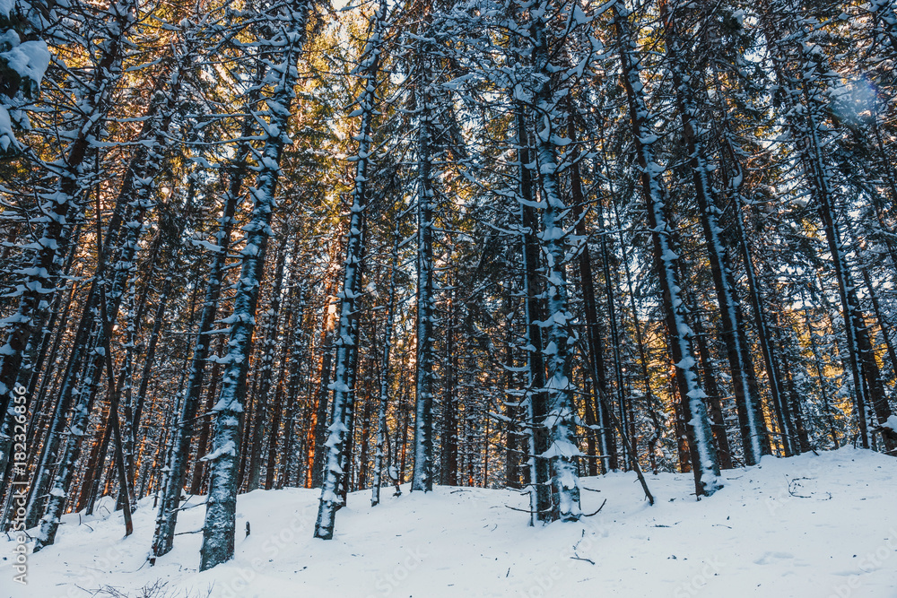Fototapeta premium Frozen forest with snow, winter landscape