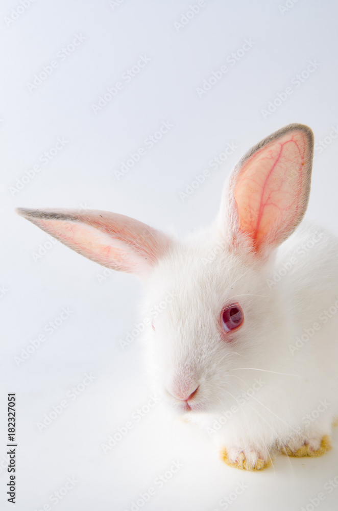 Obraz premium White rabbit in easter animal concept