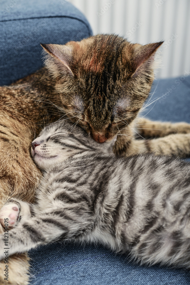 Mum a cat licking the kitten Mum a cat licking the kitten