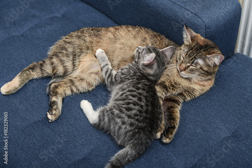 Cat with kitten