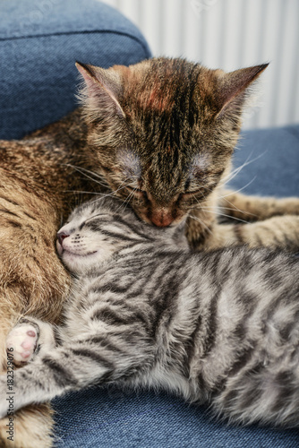 Mum a cat licking the kitten