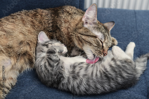 Fototapeta Naklejka Na Ścianę i Meble -  Mum a cat licking the kitten