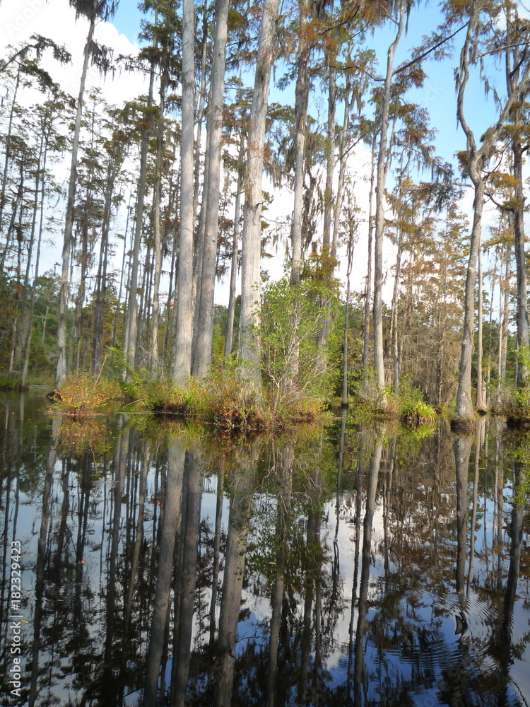 Swamp Reflection