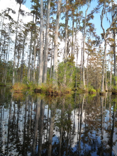 Swamp Reflection