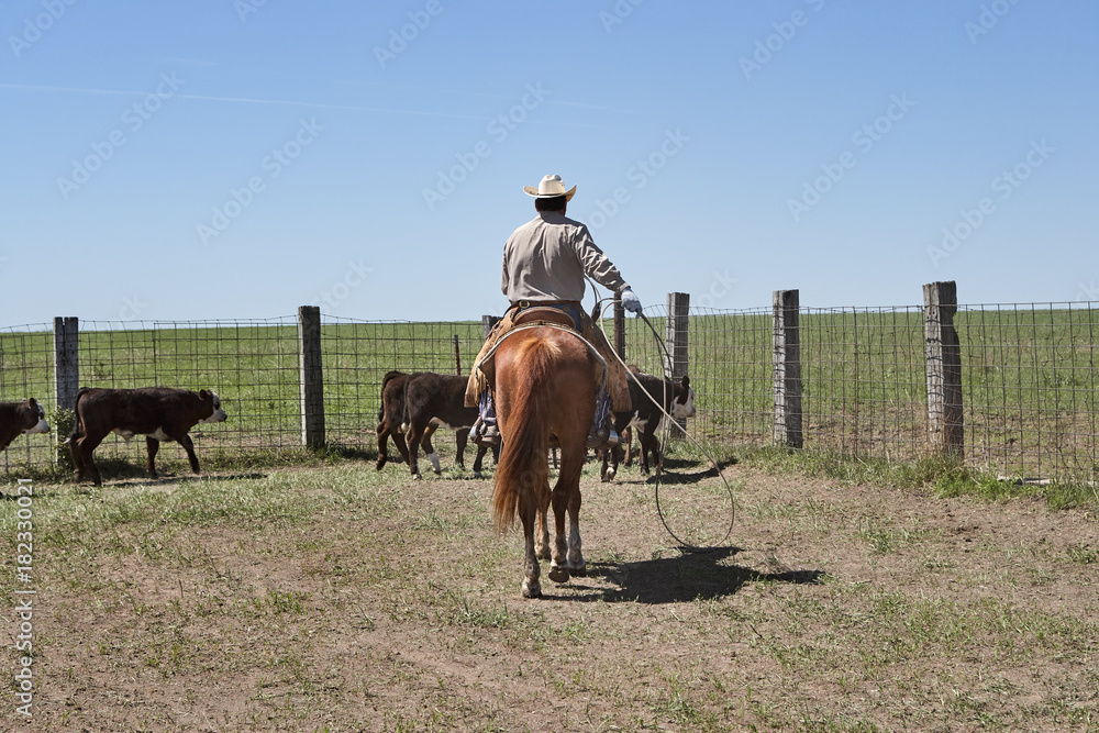 Cowboy on horse herding cattle with lasso rope Cowboy on horse herding cattle with lasso rope