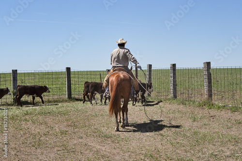Slika na platnu Cowboy on horse herding cattle with lasso rope