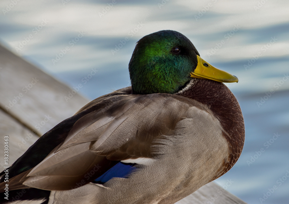 Obraz premium Mallard