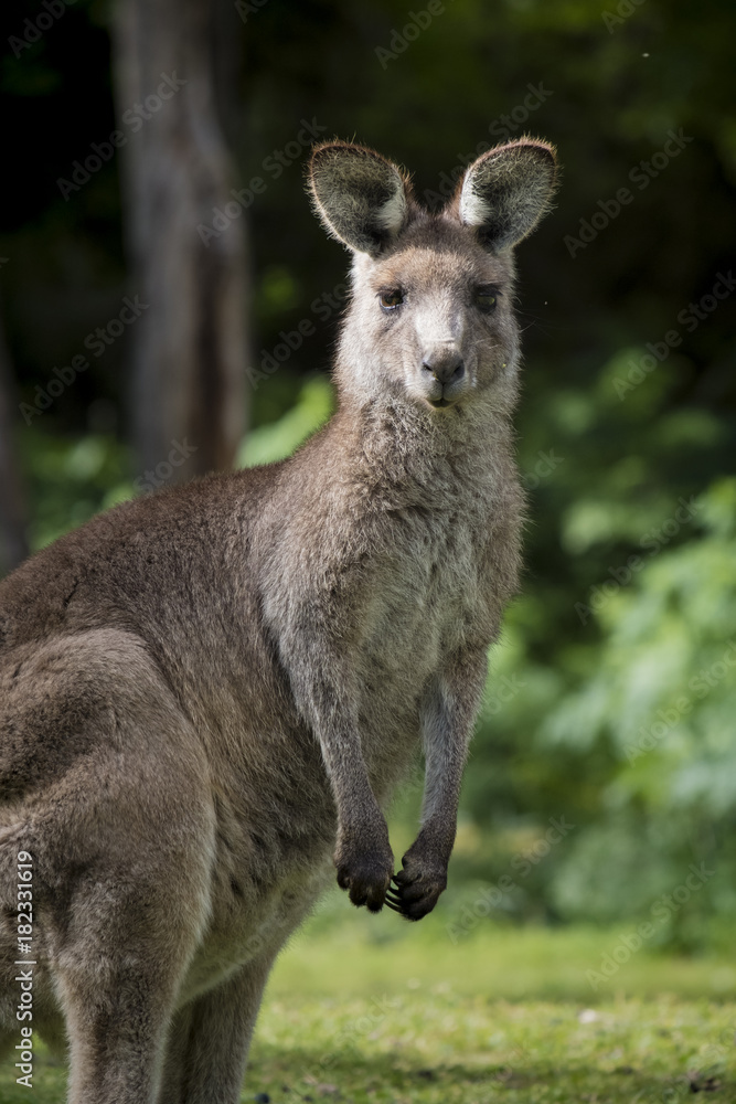 Australian Eastern Grey Kangaroo (Macropus Giganteus), staring at camera, at Wombeyan Karst Conservation Reserve