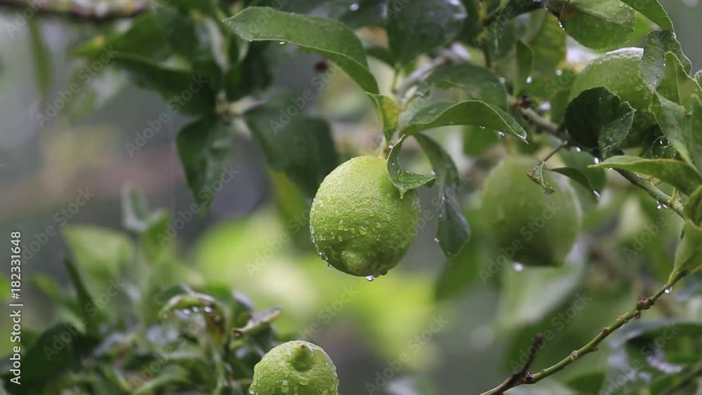 Large rain drops fall on green leaves and lemon fruit in garden, Turkey, close up Large rain drops fall on green leaves and lemon fruit in garden, Turkey, close up