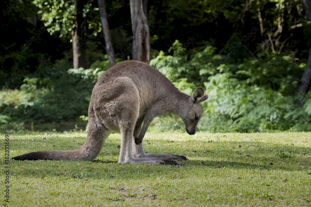 Australian Eastern Grey Kangaroo (Macropus Giganteus), facing right, at Wombeyan Karst Conservation Reserve Australian Eastern Grey Kangaroo (Macropus Giganteus), facing right, at Wombeyan Karst Conservation Reserve