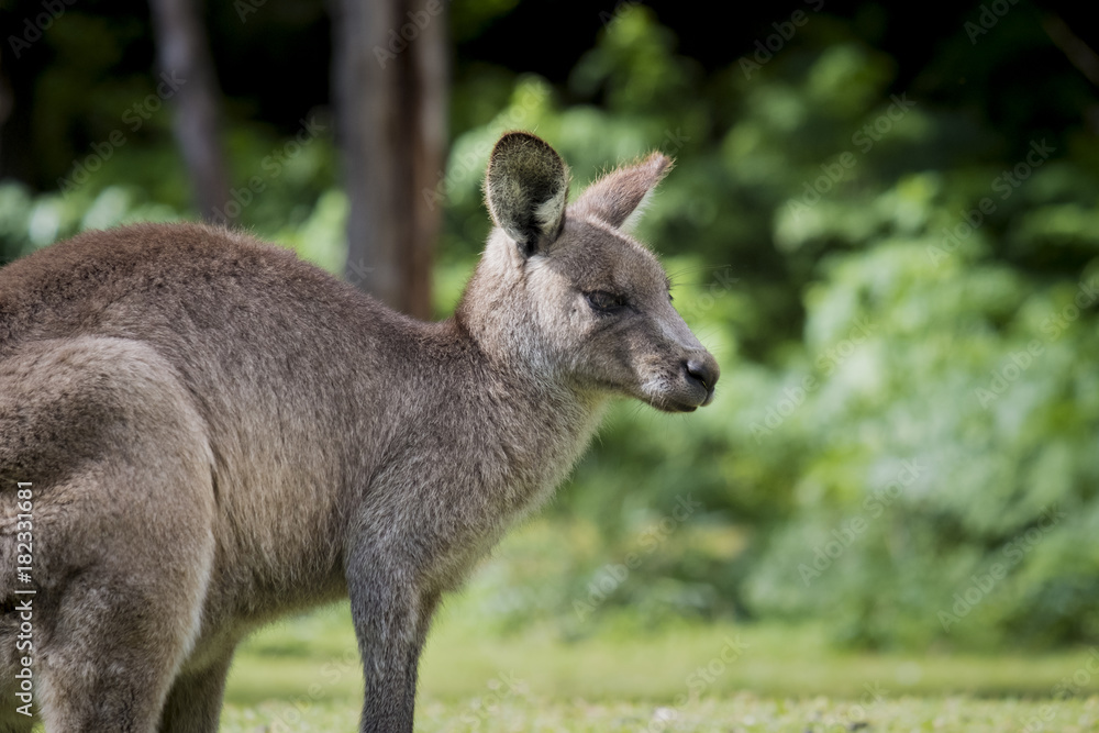 Australian Eastern Grey Kangaroo (Macropus Giganteus), facing right, at Wombeyan Caves