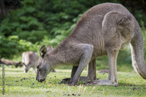 Australian Eastern Grey Kangaroo (Macropus Giganteus), grazing on grass, at Wombeyan Karst Conservation Reserve © Michelle Mealing Art