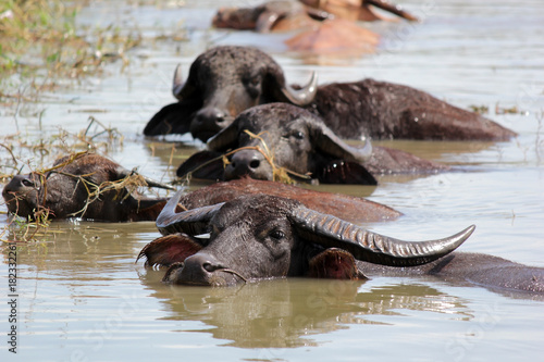 asian water buffalo in the water