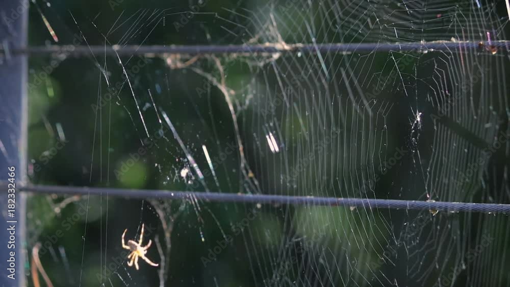 spider in web and light spider in web and light