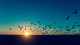 Silhouettes of seagulls flocks on the sea beach at amazing sunset.
