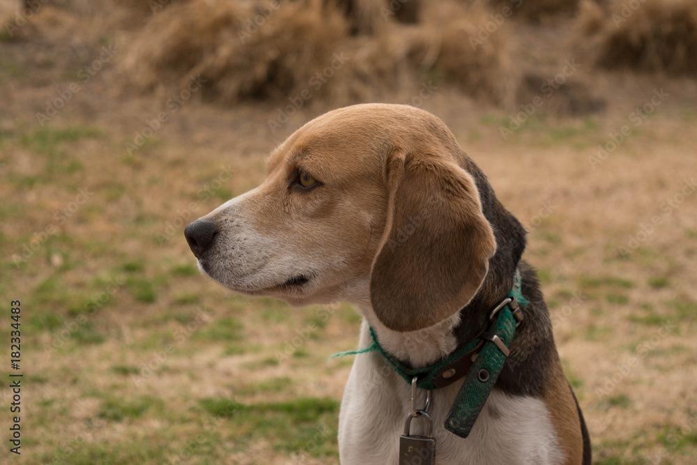 Perro beagle con collar verde mirando de perfil con fondo otoñal