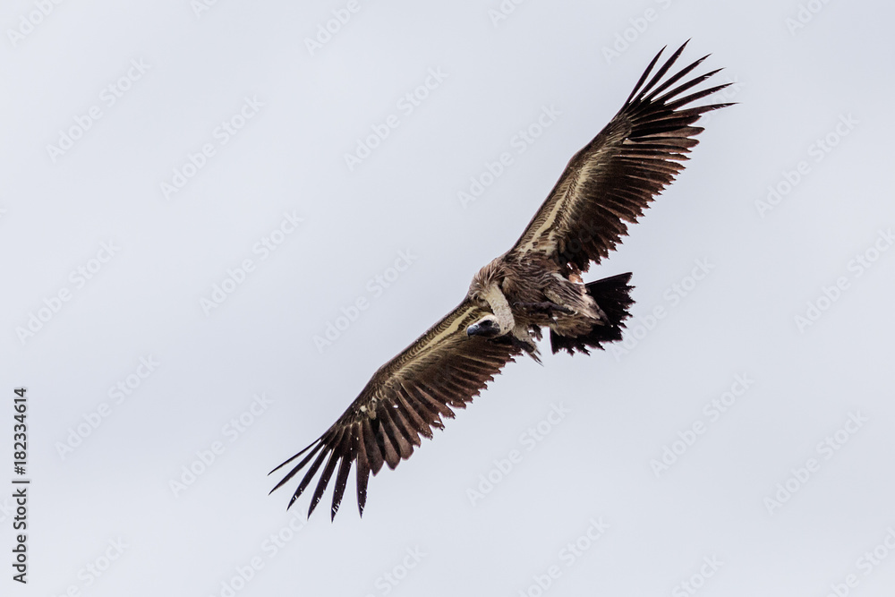 Obraz premium Cape Vulture