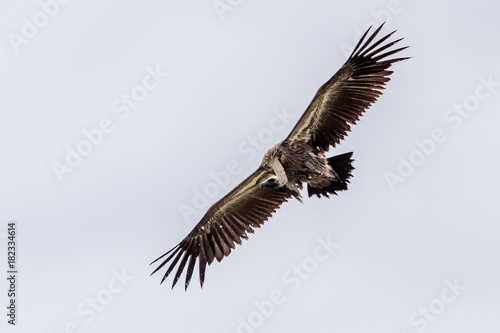 Cape Vulture