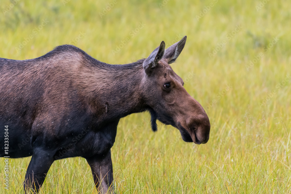 Female Moose Grazing in Grass