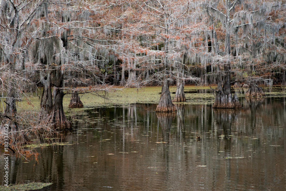 Naklejka premium Caddo Lake