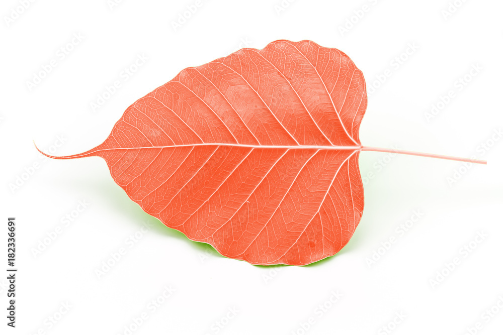 Sacred fig leaf (Ficus religiosa L. , Pipal Tree, Bohhi Tree, Bo Tree, Peepul ) on white background Sacred fig leaf (Ficus religiosa L. , Pipal Tree, Bohhi Tree, Bo Tree, Peepul ) on white background