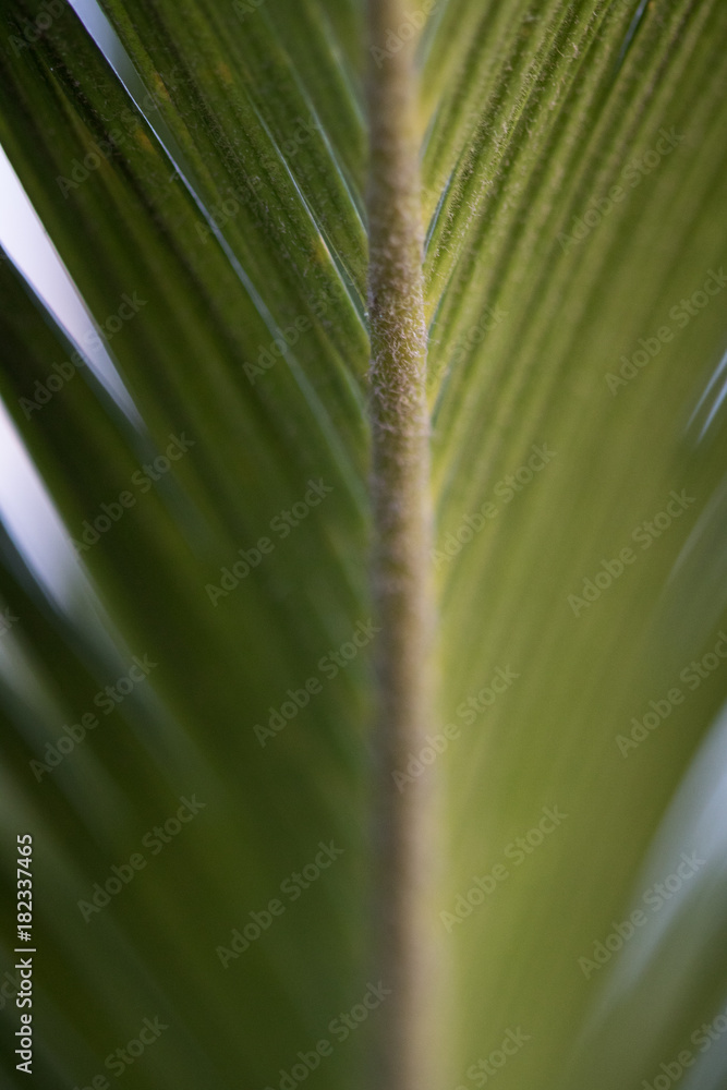 Natural Natural