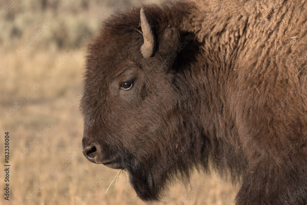 Fototapeta premium Young beautiful bison in Lamar Valley, Yellowstone National Park