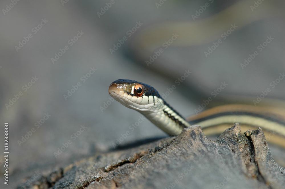Thamnophis proximus Thamnophis proximus