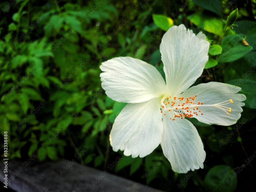 White flower of Leaf Background White flower of Leaf Background