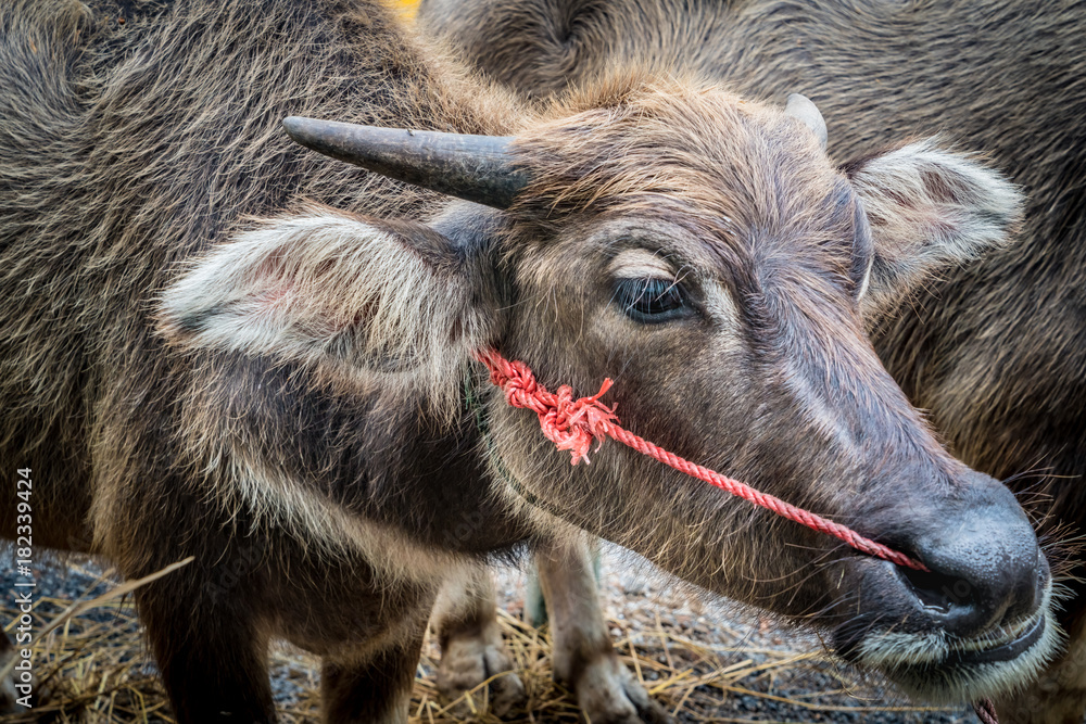 Fototapeta premium Closeup image of Buffalo