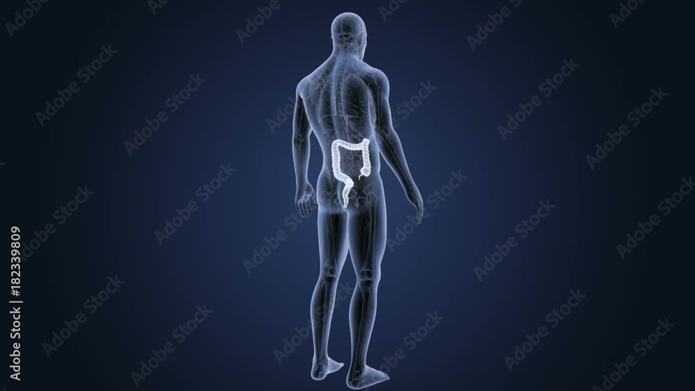 Large Intestine with Anatomy