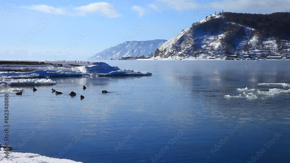 Lake Baikal. A flock of wild ducks hibernates on the unfrozen source of the Angara River Lake Baikal. A flock of wild ducks hibernates on the unfrozen source of the Angara River