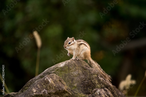  Chipmunk