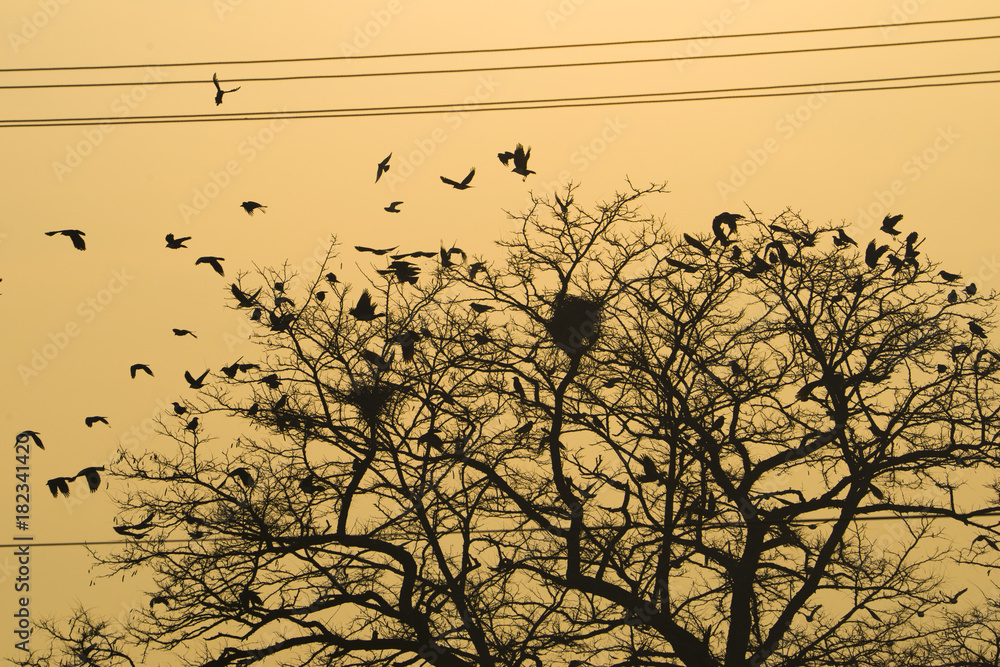 Bird silhouette