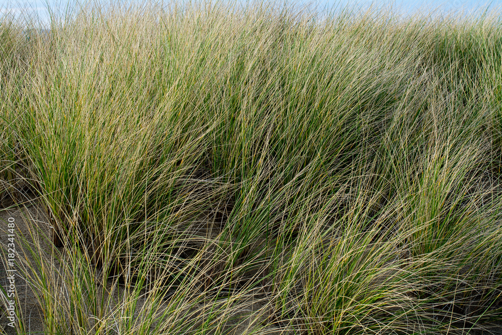 Fototapeta premium Detail of beach grass and dunes at Point Reyes National Seashore, California, USA