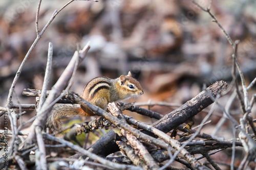 New York State Chipmunk
