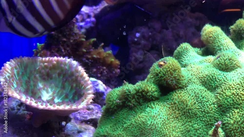 4K HD Video of coral crabs coming in and out of red coral with fish swimming around. Hiding deep within the coral branches. It feeds on coral tissue and mucus, and defends the corals from predators photo