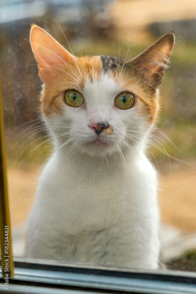 the cat sits on the window