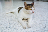 Thailand Cat lethargic.Siam cat on cement floor. Cat sit on white floor, Black and yellow eyes  cats