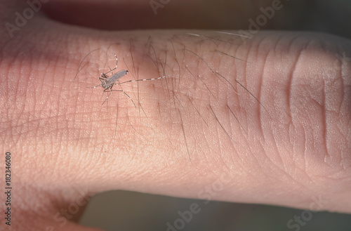 Close-up Mosquito bites that eat blood o the fingers of men cause disease spread.