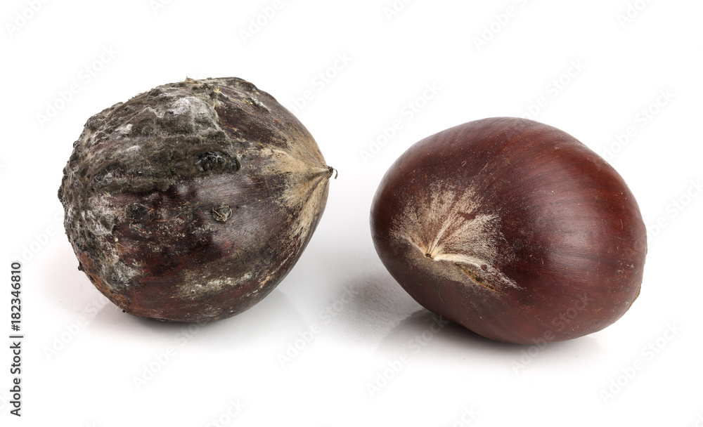 Fototapeta premium Fresh and moldy chestnuts isolated on a white background