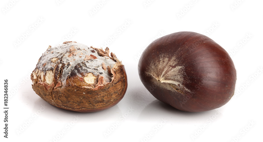 Fresh and moldy chestnuts isolated on a white background Fresh and moldy chestnuts isolated on a white background