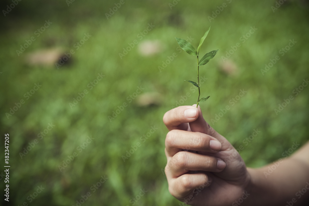 Hand holding and showing a small tree with blur green nature background Hand holding and showing a small tree with blur green nature background
