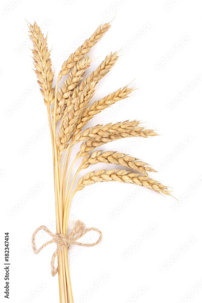 ears of wheat isolated on white background. Top view ears of wheat isolated on white background. Top view