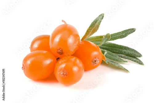 Sea buckthorn. Fresh ripe berry with leaves isolated on white background macro