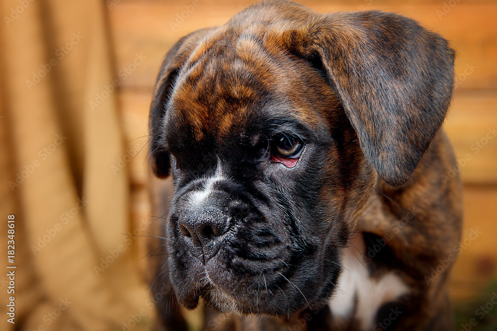 Close-up portrait puppy dog breed boxer in profile on wooden background