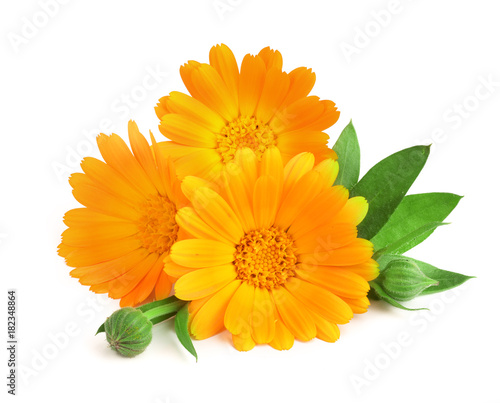 Fototapeta Naklejka Na Ścianę i Meble -  Calendula. Marigold flower with leaf isolated on white background